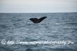 Norway - Lofoten - Whale series I10