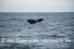 Norway - Lofoten - Whale series I12