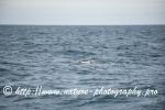 Norway - Lofoten - Whale series I15