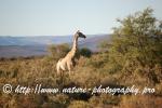 South Africa - Karoo 7