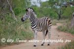 South Africa - Kruger 25