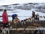 Swedish Lapland - Dog Sledding Expedition - Signal Valley 5