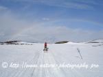Swedish Lapland - Dog Sledding Expedition - Signal Valley 8