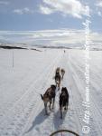 Swedish Lapland - Dog Sledding Expedition - Signal Valley 9