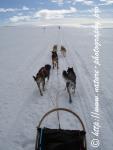 Swedish Lapland - Dog Sledding Expedition - Signal Valley 10