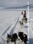 Swedish Lapland - Dog Sledding Expedition - Signal Valley 12