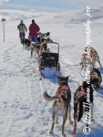 Swedish Lapland - Dog Sledding Expedition - Signal Valley 13