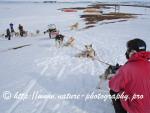 Swedish Lapland - Dog Sledding Expedition - Signal Valley 17