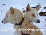 Swedish Lapland - Dog Sledding Expedition - Signal Valley 19
