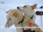 Swedish Lapland - Dog Sledding Expedition - Signal Valley 20
