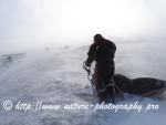 Swedish Lapland - Dog Sledding Expedition - Signal Valley 24
