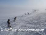 Swedish Lapland - Dog Sledding Expedition - Signal Valley 25