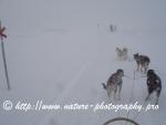 Swedish Lapland - Dog Sledding Expedition - Signal Valley 26