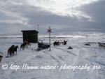 Swedish Lapland - Dog Sledding Expedition - Signal Valley 27