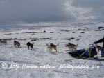 Swedish Lapland - Dog Sledding Expedition - Signal Valley 28