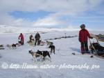 Swedish Lapland - Dog Sledding Expedition - Signal Valley 29