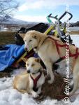 Swedish Lapland - Dog Sledding Expedition - Signal Valley 31