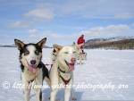 Swedish Lapland - Dog Sledding Expedition - Signal Valley 32