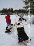 Swedish Lapland - Dog Sledding Expedition - Signal Valley 33