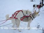Swedish Lapland - Dog Sledding Expedition - Signal Valley 34