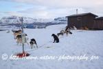 Swedish Lapland - Dog Sledding Expedition - Signal Valley 40