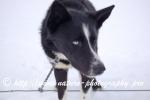 Swedish Lapland - Dog Sledding Expedition - Signal Valley 41