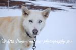 Swedish Lapland - Dog Sledding Expedition - Signal Valley 42