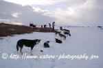 Swedish Lapland - Dog Sledding Expedition - Signal Valley 48