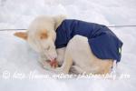 Swedish Lapland - Dog Sledding Expedition - Signal Valley 49