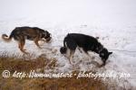 Swedish Lapland - Dog Sledding Expedition - Signal Valley 51