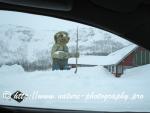 Swedish Lapland - Dog Sledding Expedition - Samiland 2