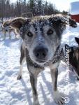Swedish Lapland - Dog Sledding Expedition - Samiland 23