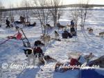 Swedish Lapland - Dog Sledding Expedition - Samiland 28