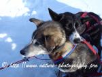 Swedish Lapland - Dog Sledding Expedition - Samiland 32
