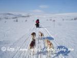 Swedish Lapland - Dog Sledding Expedition - Samiland 35