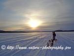 Swedish Lapland - Dog Sledding Expedition - Samiland 37