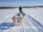 Swedish Lapland - Dog Sledding Expedition - Samiland 44