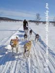 Swedish Lapland - Dog Sledding Expedition - Samiland 45