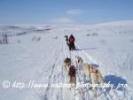 Swedish Lapland - Dog Sledding Expedition - Samiland 49