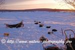 Swedish Lapland - Dog Sledding Expedition - Samiland 51