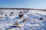Swedish Lapland - Dog Sledding Expedition - Samiland 54