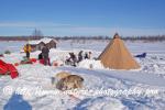 Swedish Lapland - Dog Sledding Expedition - Samiland 55