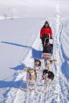 Swedish Lapland - Dog Sledding Expedition - Samiland 58