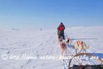 Swedish Lapland - Dog Sledding Expedition - Samiland 59