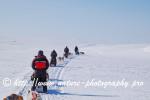 Swedish Lapland - Dog Sledding Expedition - Samiland 62