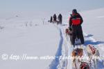 Swedish Lapland - Dog Sledding Expedition - Samiland 63