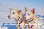 Swedish Lapland - Dog Sledding Expedition - Samiland 67