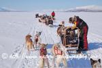 Swedish Lapland - Dog Sledding Expedition - Samiland 69