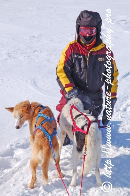 Swedish Lapland - Dog Sledding Expedition - Samiland 70