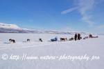 Swedish Lapland - Dog Sledding Expedition - Samiland 74